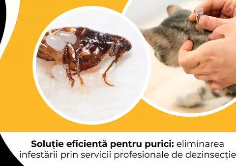 Soluție eficientă pentru purici: eliminarea infestării prin servicii profesionale de dezinsecție