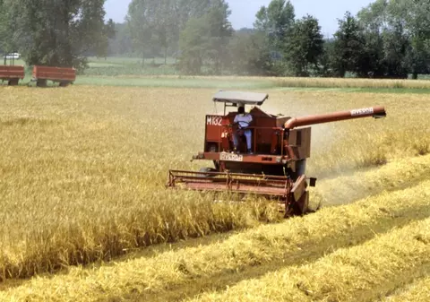 Microplasticele împiedică fotosinteza plantelor, conform unui studiu, amenințând milioane de oameni cu foametea