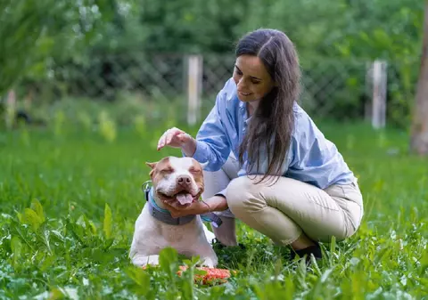 Câinele Pitbull – tot ce trebuie să știi despre această rasă