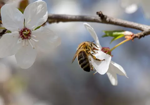 Polenizarea nu e concurs de frumusețe: mai puțin atrăgători decât albinele, gândacii și liliecii sunt și ei extrem de importanți pentru ecosisteme