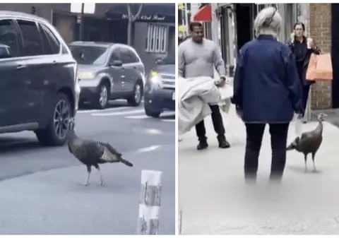 Astoria, curca din New York care cutreieră Manhattanul în căutarea iubirii și face senzație în oraș I VIDEO 