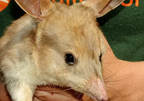Australienii au înlocuit iepurașul de Paști cu un animal pe cale de dispariție. Cine este Bilby