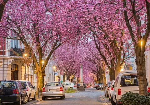 Șapte orașe din Europa unde românii pot admira ca în Japonia spectacolul florilor de cireș. Costă câteva sute de euro