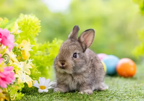 Care este legenda iepuraşului de Paşte