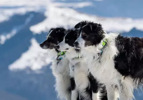 Helios, un Border Collie care este primul câine salvator montan din România, a ajuns la pensie, după 26 de misiuni | VIDEO