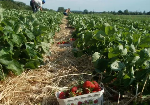 Cât primesc pe oră românii care se duc la cules de căpșune și sparanghel în Germania. Fermierii sunt îngrijorați de creșterea salariilor