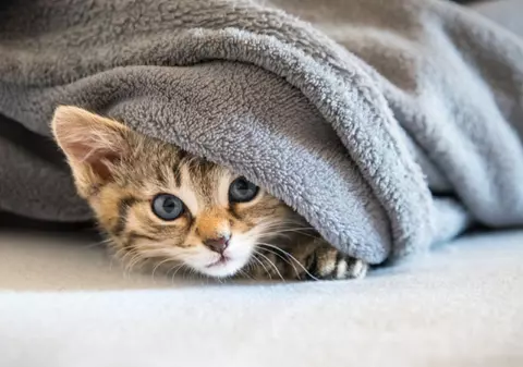 De ce se ascunde pisica ta - ce poate spune asta despre felină