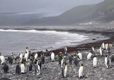 Cum a ajuns Donald Trump să impună taxe vamale unei insule locuite doar de pinguini: „Pinguinii ne înșală de mult timp!”