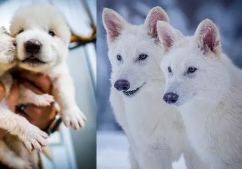 O companie americană pretinde că a readus la viață o specie de lup dispărută de 12.500 de ani, care a apărut și în serialul Game of Thrones