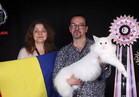 Pisica românească ce a învins Scandinavia: motanul Prosecco, campion la prestigioasa competiție FIFe I VIDEO