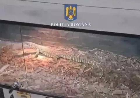 Șerpi, tarantule și scorpioni, într-un apartament din Ploiești: peste 150 de animale au fost găsite în casa unui tânăr. Ce le-a motivat polițiștilor
