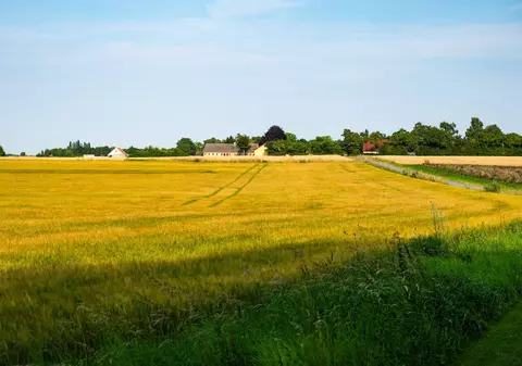 Revoluția cerealelor integrale: cum a schimbat Danemarca dieta și sănătatea unei întregi națiuni