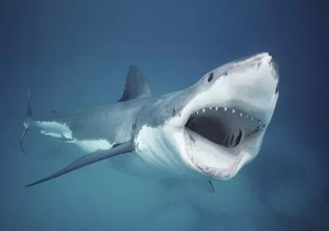 Un rechin alb atacă și străpunge cușca unui scafandru în Pacific. Acesta scapă miraculos cu viață | VIDEO