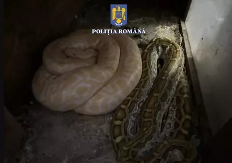 Șerpărie în casa unui bărbat din Olt: acesta creștea șerpi la domiciliu, pe care îi hrănea cu animale vii