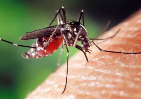 Bucureștenii se pregătesc de țânțari: Primăria începe stropirile în tot orașul. Care sunt zonele unde se face dezinsecția