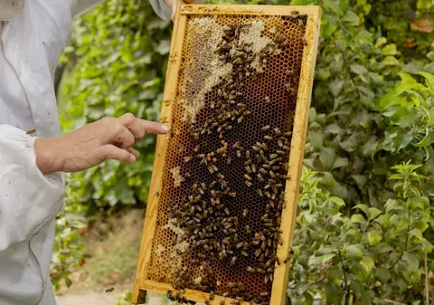 Franța vrea să eutanasieze un roi de albine după ce 24 de oameni au fost atacați, trei grav răniți