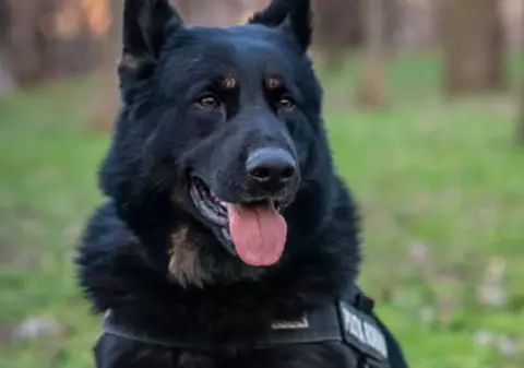 Spaima tâlharilor, câinele Gipsy le-a arătat copiilor din Brăila cum se prind infractorii cât ai spune aport