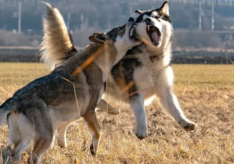 Un bărbat din Cluj a fost alergat și mușcat de o haită de câini ciobănești, în timp ce culegea flori cu fiica sa de 6 ani: „Ne-au trântit la pământ”