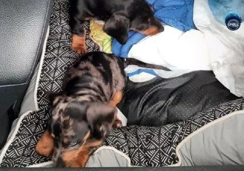 Contrabandist român prins cu șapte pui mici de Teckel furați, pe bancheta din spate a mașinii, la intrare în Germania