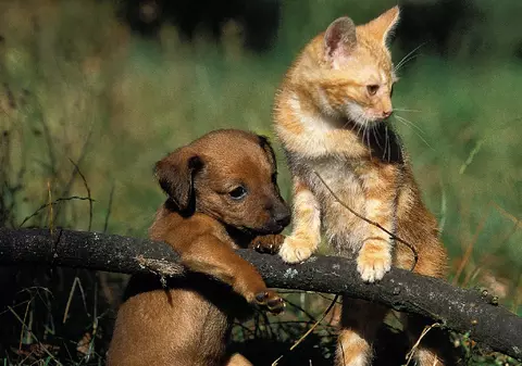 Târguri de adopții pentru căței și pisici, în București. Intrarea este liberă și adopțiile gratuite