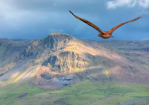 Ce înseamnă când visezi uliu