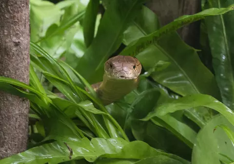 Un bărbat care a fost mușcat de șerpi de peste 200 de ori în 20 de ani ar putea duce la o descoperire medicală incredibilă: „A devenit un stil de viață”