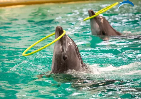 Delfinariul din Constanța se redeschide în iunie. Vor fi cumpărați „trei sau patru” delfini până la finalul anului 2025