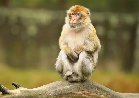 Cum au ajuns maimuțele din Panama să fure puii altor animale. Principalul motiv ar fi plictiseala