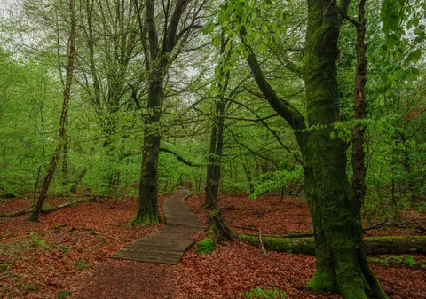 Pădurea „de basm” a Germaniei, care a inspirat poveștile fraților Grimm, a devenit epicentrul unui război cultural