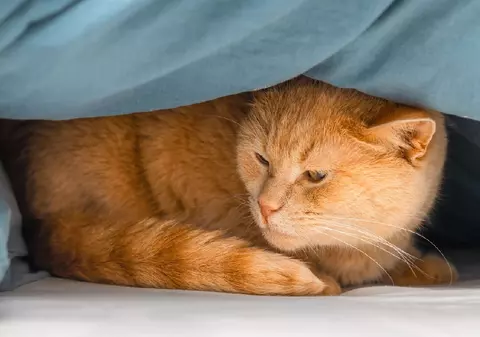 Misterul culorii pisicilor portocalii a fost rezolvat, Garfield, Motanul încălțat și Toulouse din „Pisicile aristocrate” nu mai sunt o curiozitate științifică