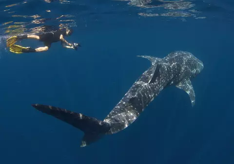 Locul în care rechinii și oamenii înotau împreună ar putea dispărea după un atac mortal: „Oamenii îi provoacă”