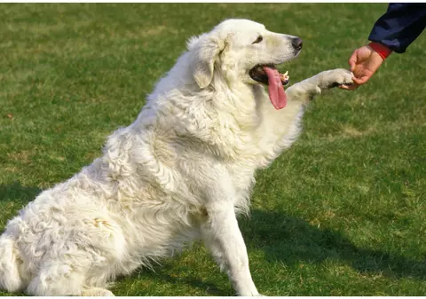 10 semne că blănosul tău te adoră sau te lingușește doar pentru a obține mai multe recompense