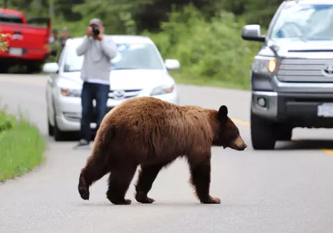 Un urs și-a făcut apariția lângă o pensiune din Neamț. Doi turiști, aflați în drumeție, s-au speriat și s-au ascuns într-o clădire abandonată