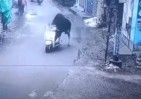 O vacă urcă pe un moped și „pleacă” la plimbare. Imaginile din India care au uimit lumea | VIDEO