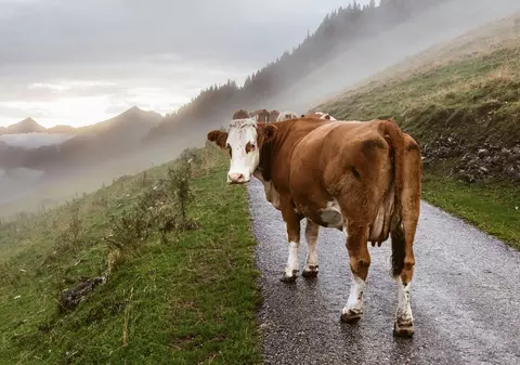 27 de vaci au murit pe loc după ce au fost lovite de fulger, pe o pășune din Galicia