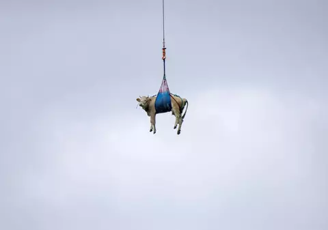 Zeci de vaci au fost ridicate cu elicopterul dintr-un sat alpin din sudul Elveției. Cum s-a ajuns în această situație | VIDEO