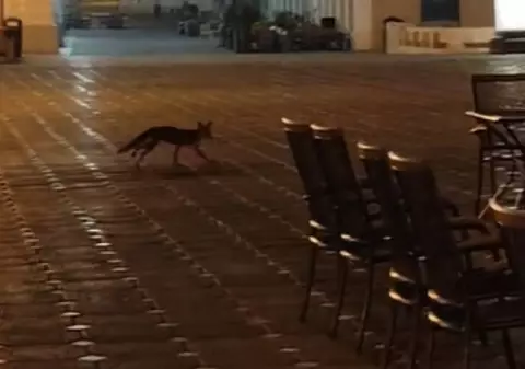 Vulpe filmată când se plimba prin centrul Timișoarei: imaginile surprinse în Piața Operei | VIDEO