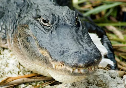 Fată de 12 ani atacată de un aligator de 3,5 metri în timp ce se juca în apă. Prietenii au fugit țipând