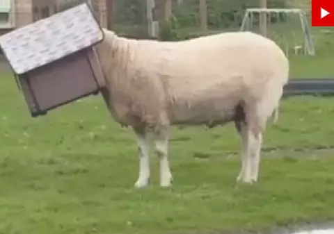 Berbecul Dennis a rămas cu capul blocat în cotețul rațelor: „Oile noastre sunt adorabile!” | VIDEO