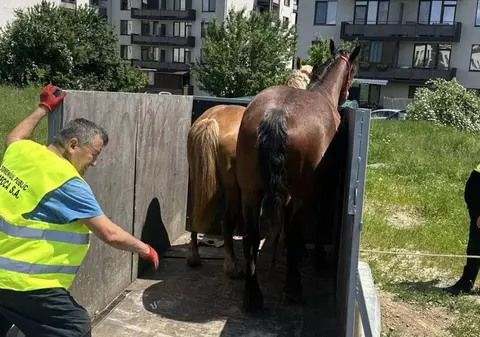 Doi cai din Cluj au fost ridicați ca mașinile de Poliția Locală Florești