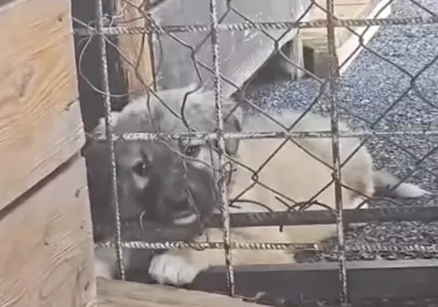 Cățelul din Cluj care i-a făcut pe voluntari să plângă: „Un îngeraș cu ochi triști”