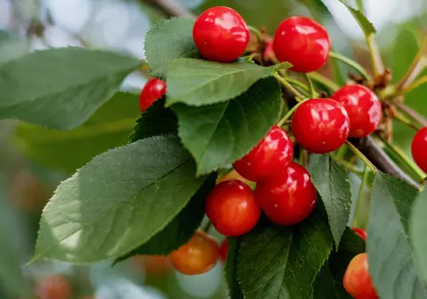 Cât costă un kilogram de cireșe românești, direct de la producător. În piețe, kilogramul de cireșe se vinde chiar și cu 40 de lei