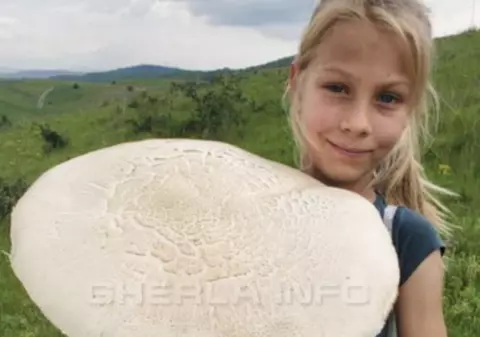 Ciuperci de dimensiuni impresionante descoperite la Cluj – imagini virale