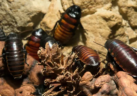 Invazie de gândaci de bucătărie americani, într-o destinație populară de vacanță din Europa