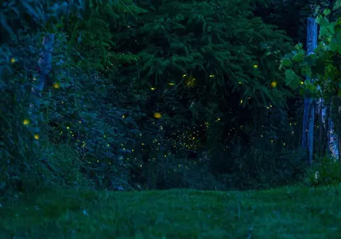 Am putea fi ultima generație care vede licurici. De ce dispar insectele care ne luminau nopțile