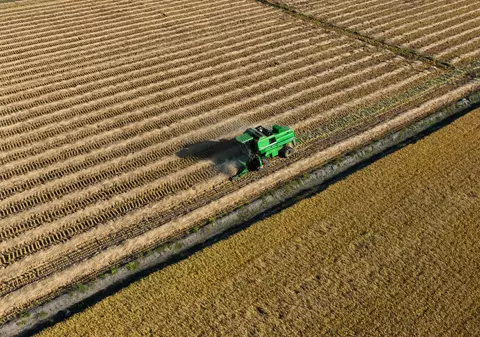 O descoperire genetică majoră ar putea proteja culturile de orez în faţa încălzirii globale