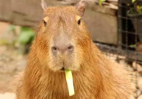 Ultimul membru al unui grup de capibara evadați dintr-o grădină zoologică din China a fost prins. S-a îngrășat în cele două luni în care a fost fugar