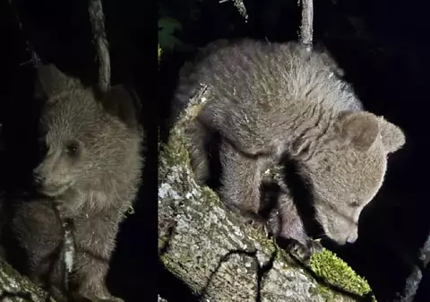 Pui de urs scos cu jandarmeria dintr-o gospodărie din Alba