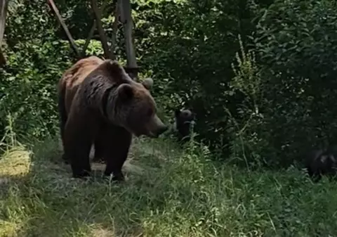 Bărbat, la un pas să fie atacat de o ursoaică cu trei pui, după ce a încălcat un avertisment aflat chiar lângă el: „N-au nicio vină, noi îi învățăm prost"