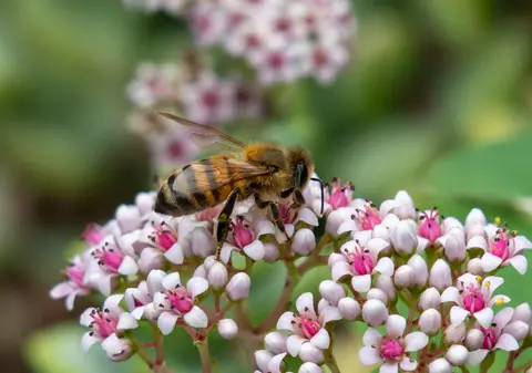 Atac violent al unui roi de albine, în Franța. Zeci de oameni au fost înțepați, unii dintre ei și de zeci de ori